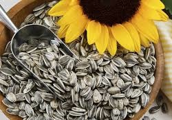 Sunflower Seed